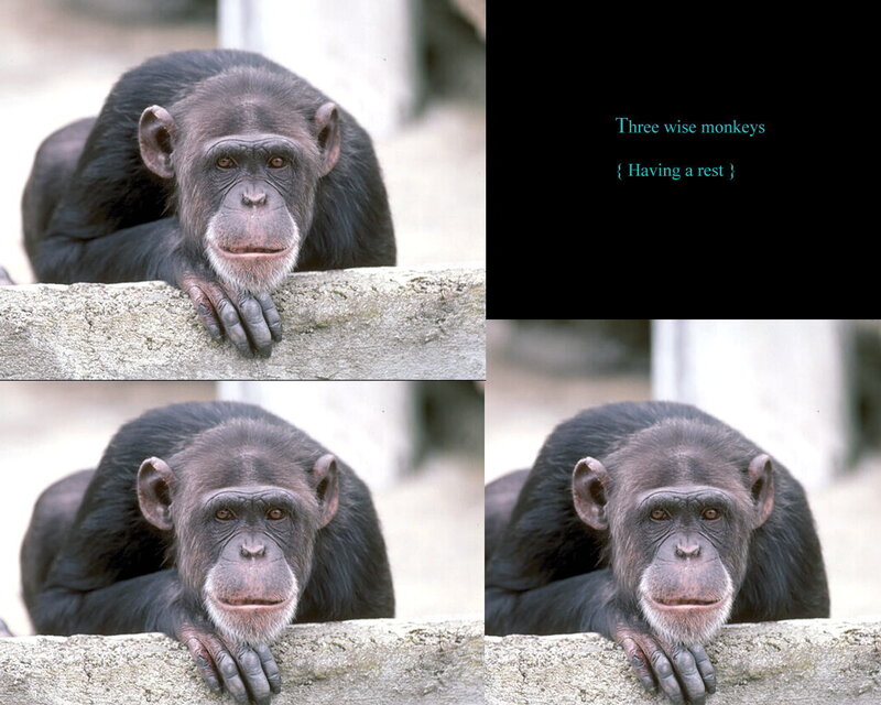 Chimpanzee Resting