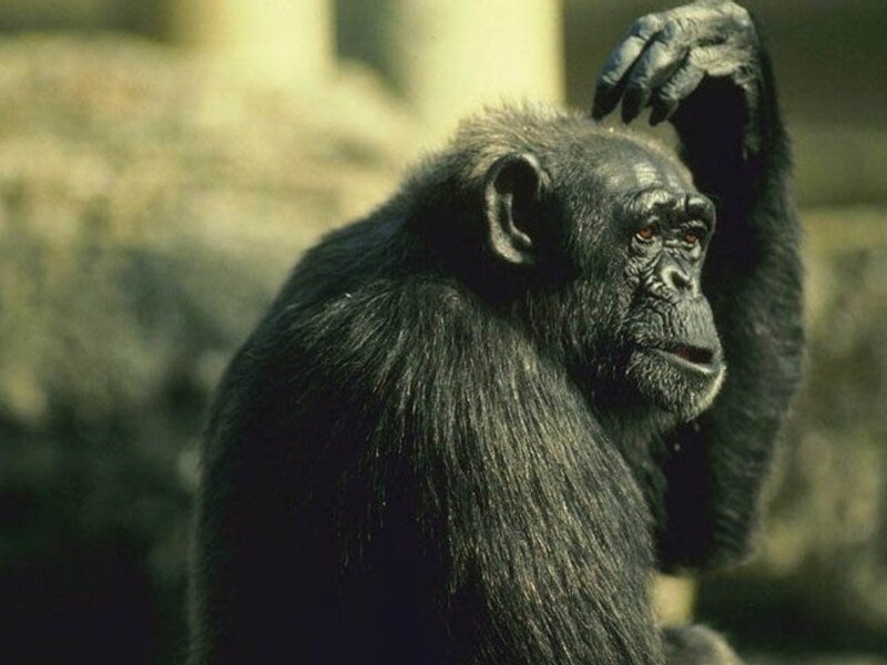 chimpanzee scratching head