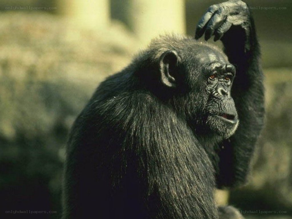 chimpanzee scratching head