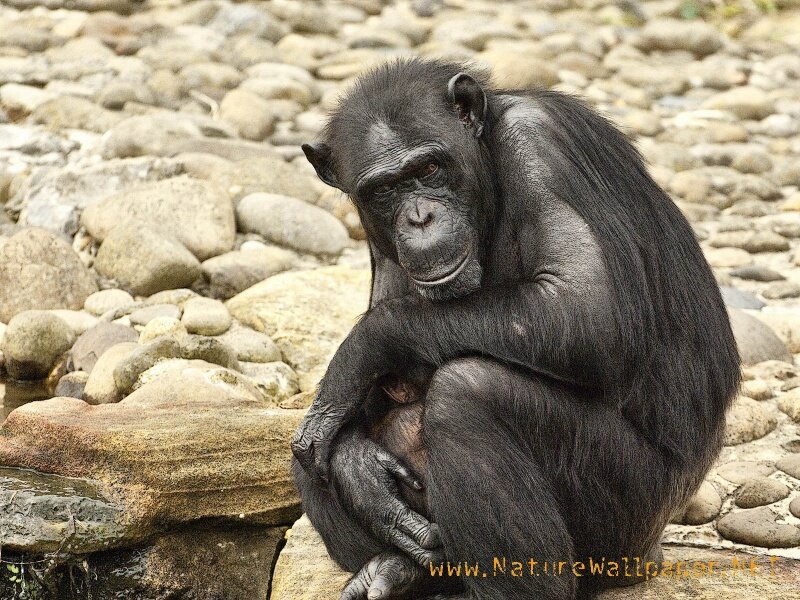 Chimpanzee Sitting on Rocks