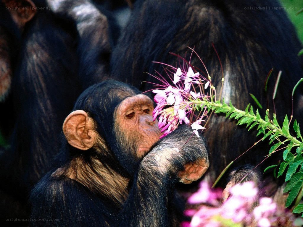 Chimpanzee smelling a flower
