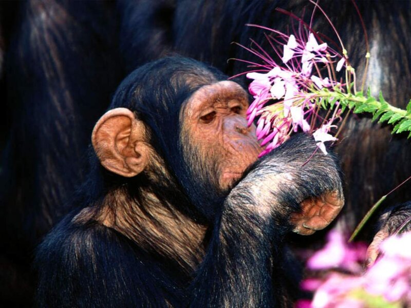 Chimpanzee Smelling Flower