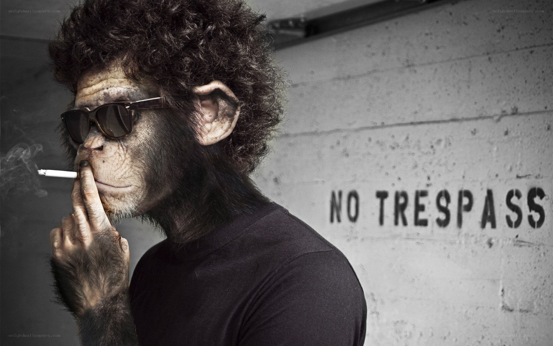 chimpanzee smoking a cigarette