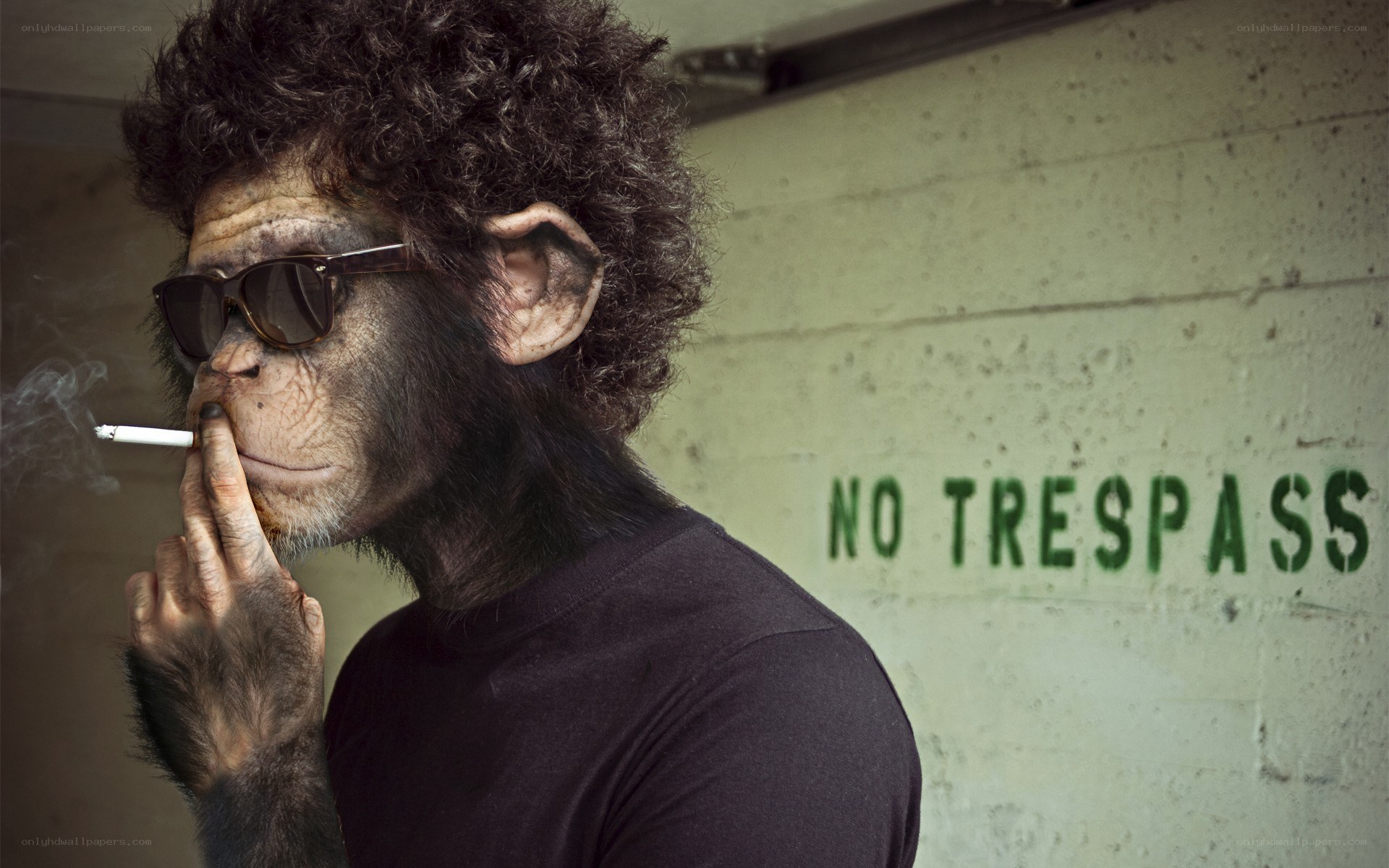 chimpanzee smoking a cigarette