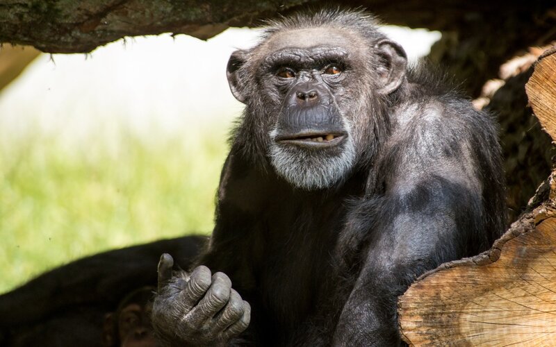 chimpanzee under tree