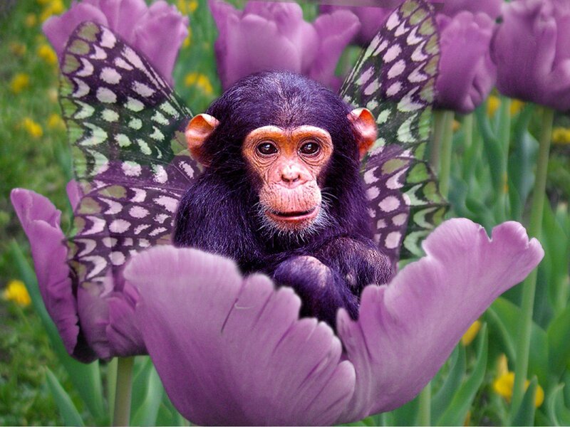 Chimpanzee with Butterfly Wings
