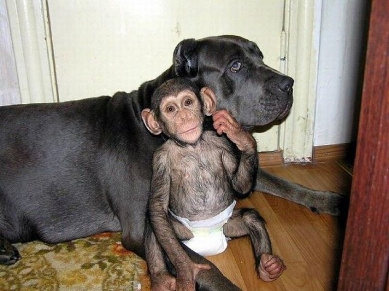 Chimpanzee with Dog