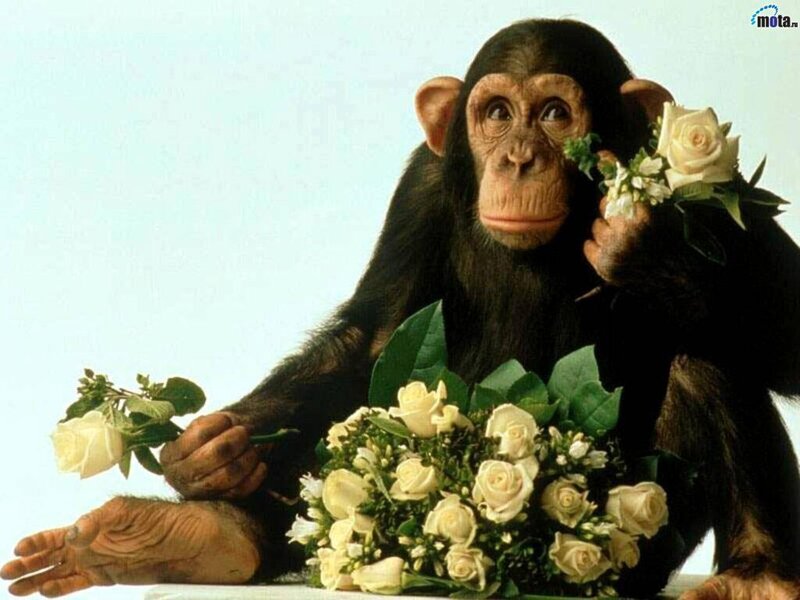 Chimpanzee with Flowers