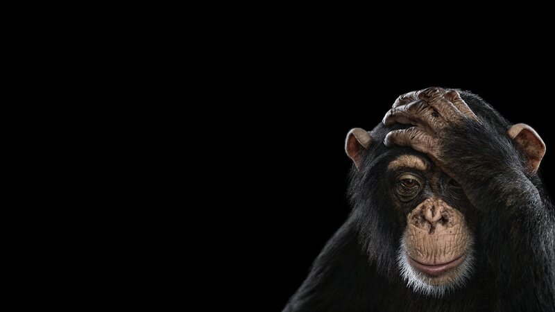 Chimpanzee with Hand on Head