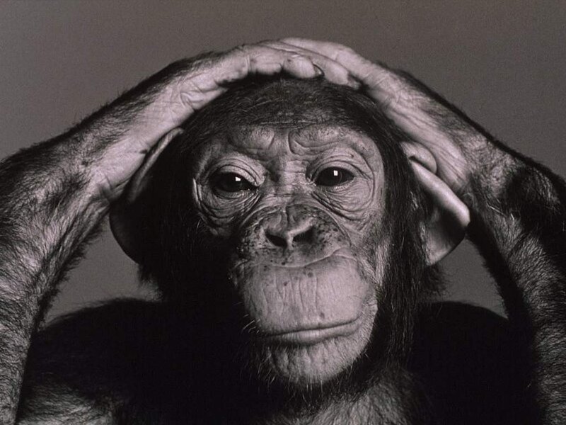 Chimpanzee with Hands on Head — Black