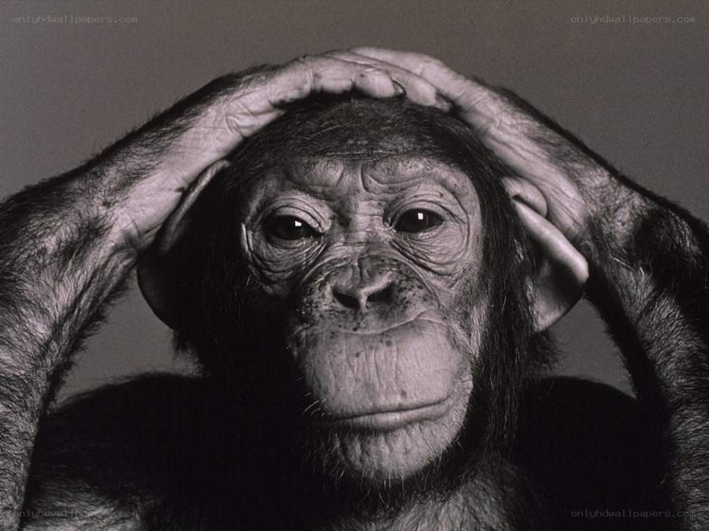 chimpanzee with hands on head