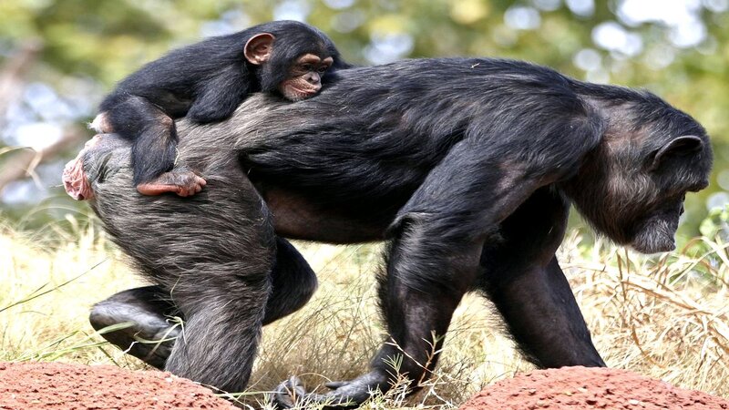 Chimpanzee with Infant