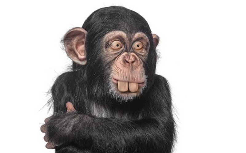 Chimpanzee with Large Teeth