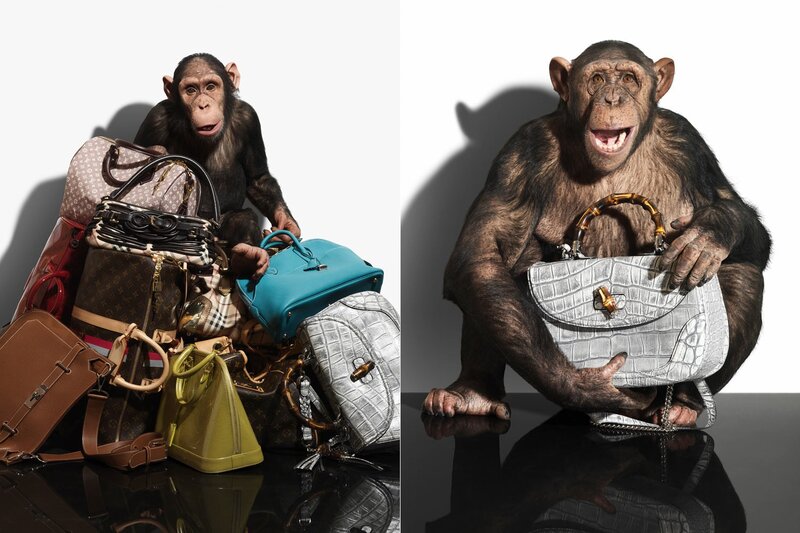 chimpanzee with luxury handbags