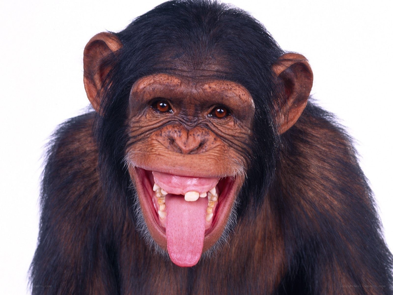 chimpanzee with open mouth
