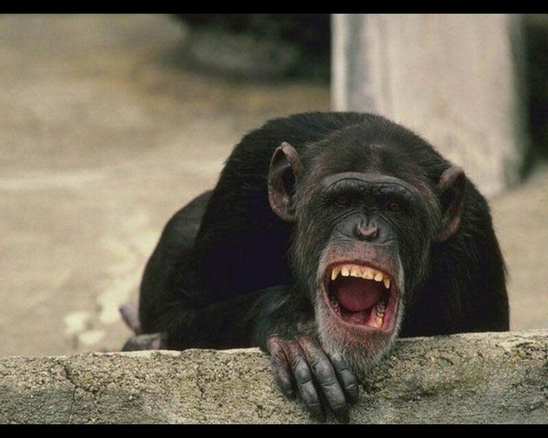 Chimpanzee with Open Mouth — Black, Aggressive