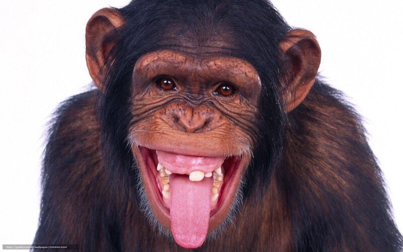 Chimpanzee with Open Mouth — Black, Playful
