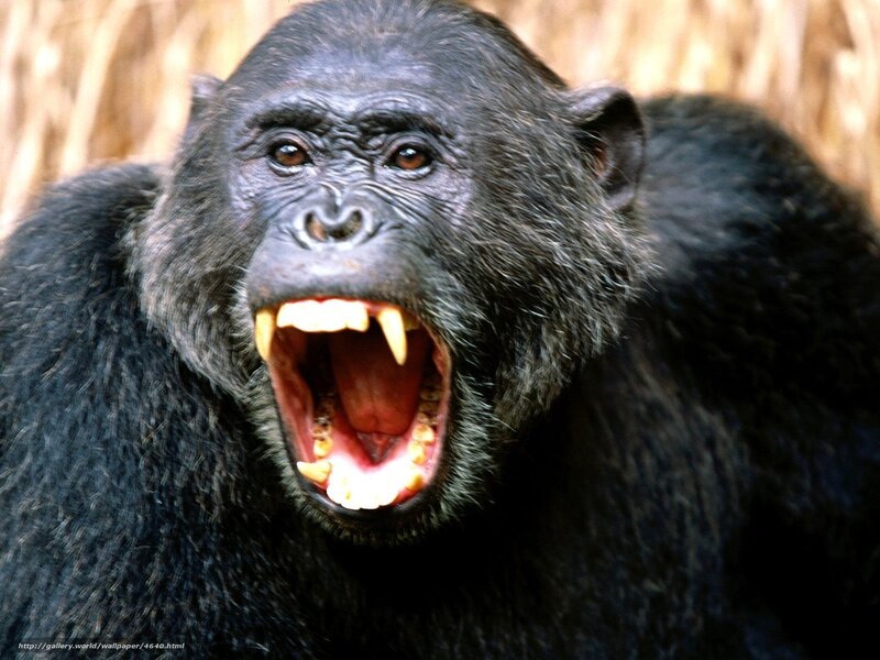 chimpanzee with open mouth