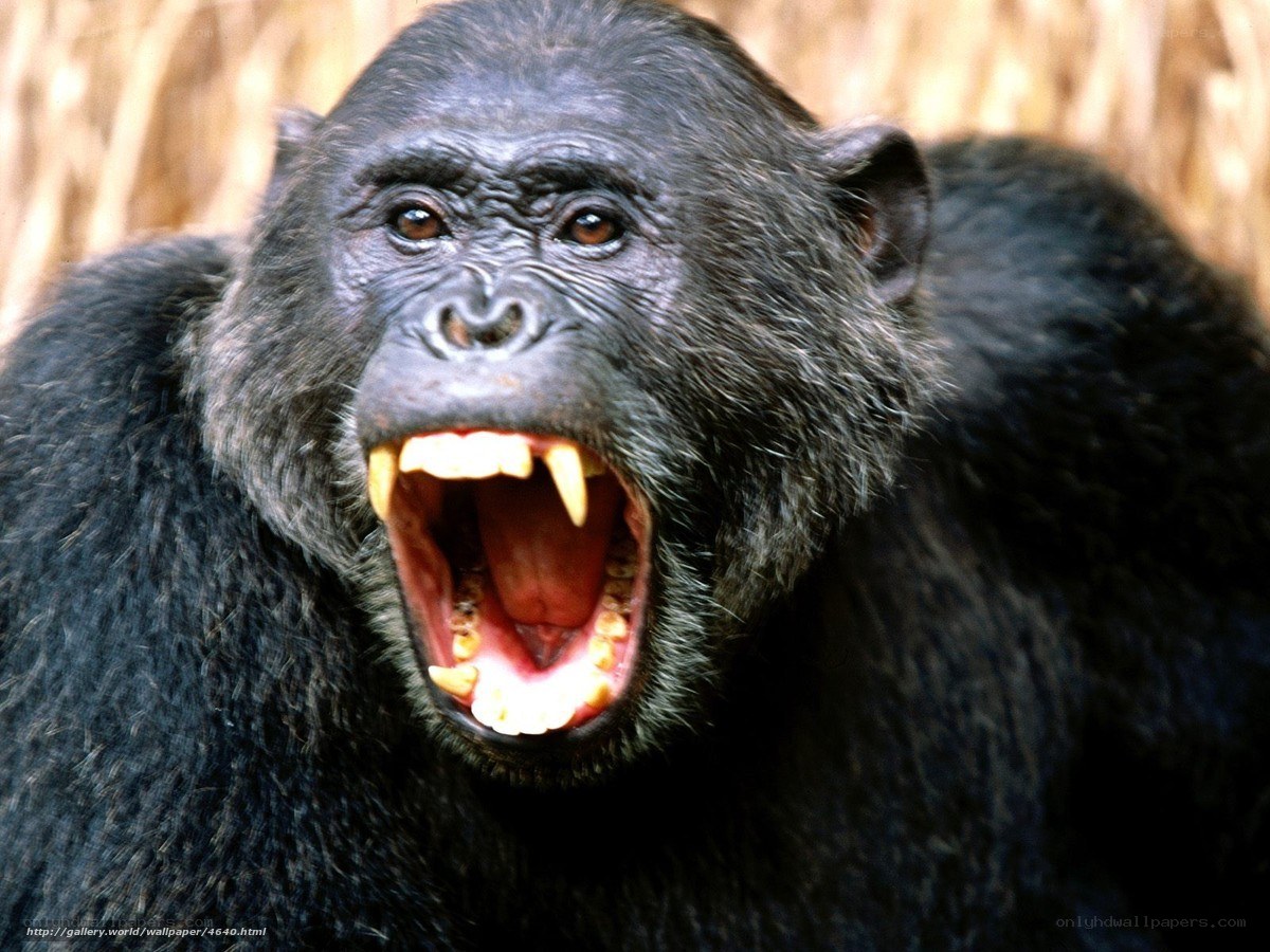 chimpanzee with open mouth