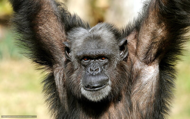 Chimpanzee with Raised Arms — Black