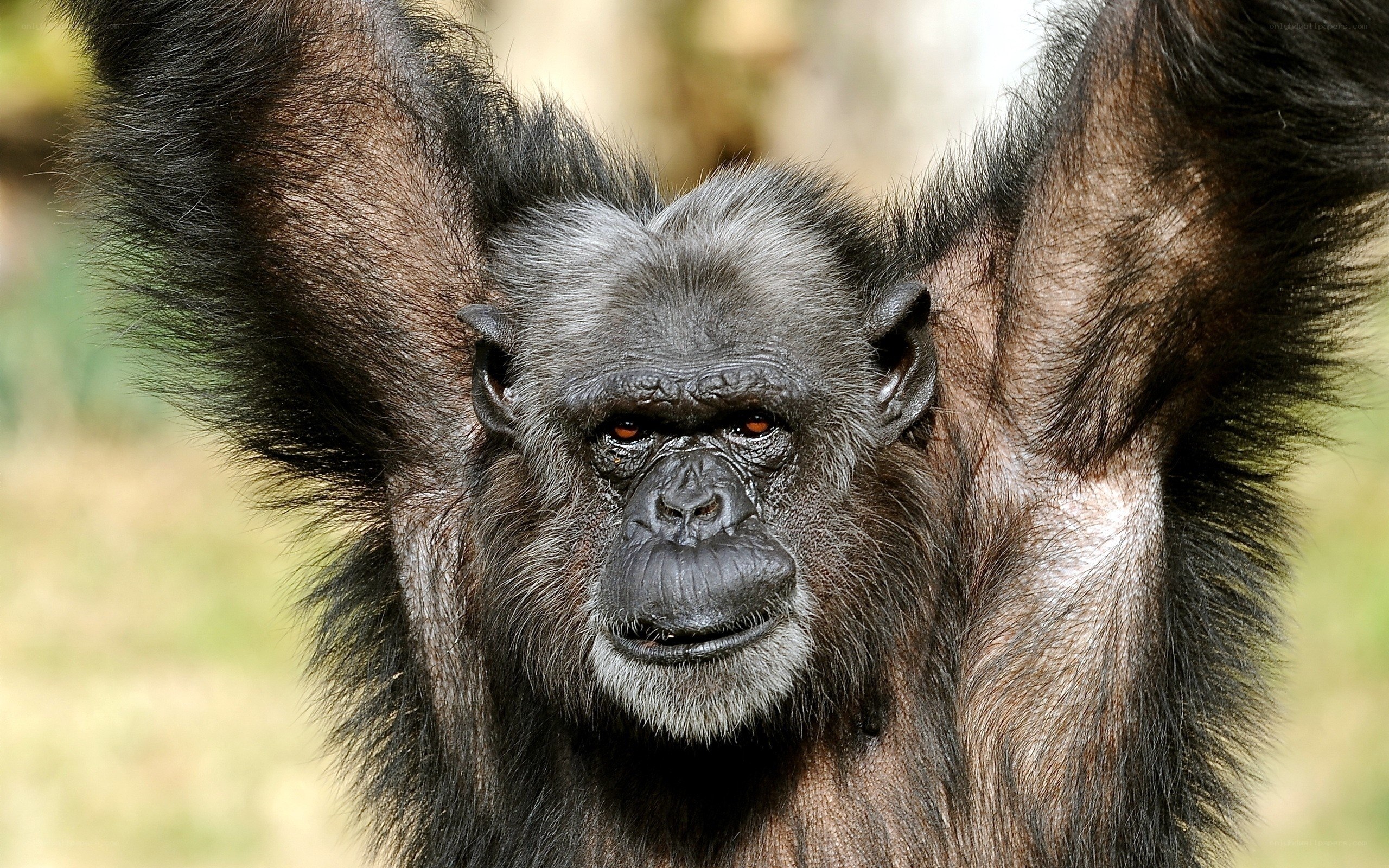 Chimpanzee with raised arms