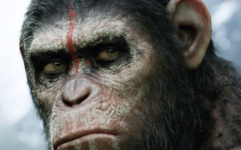 Chimpanzee with Red Paint