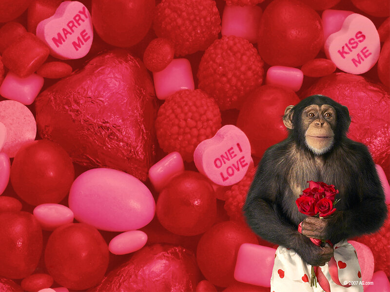 chimpanzee with roses and candy