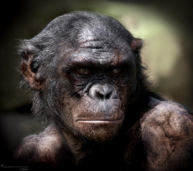 Chimpanzee with Scar