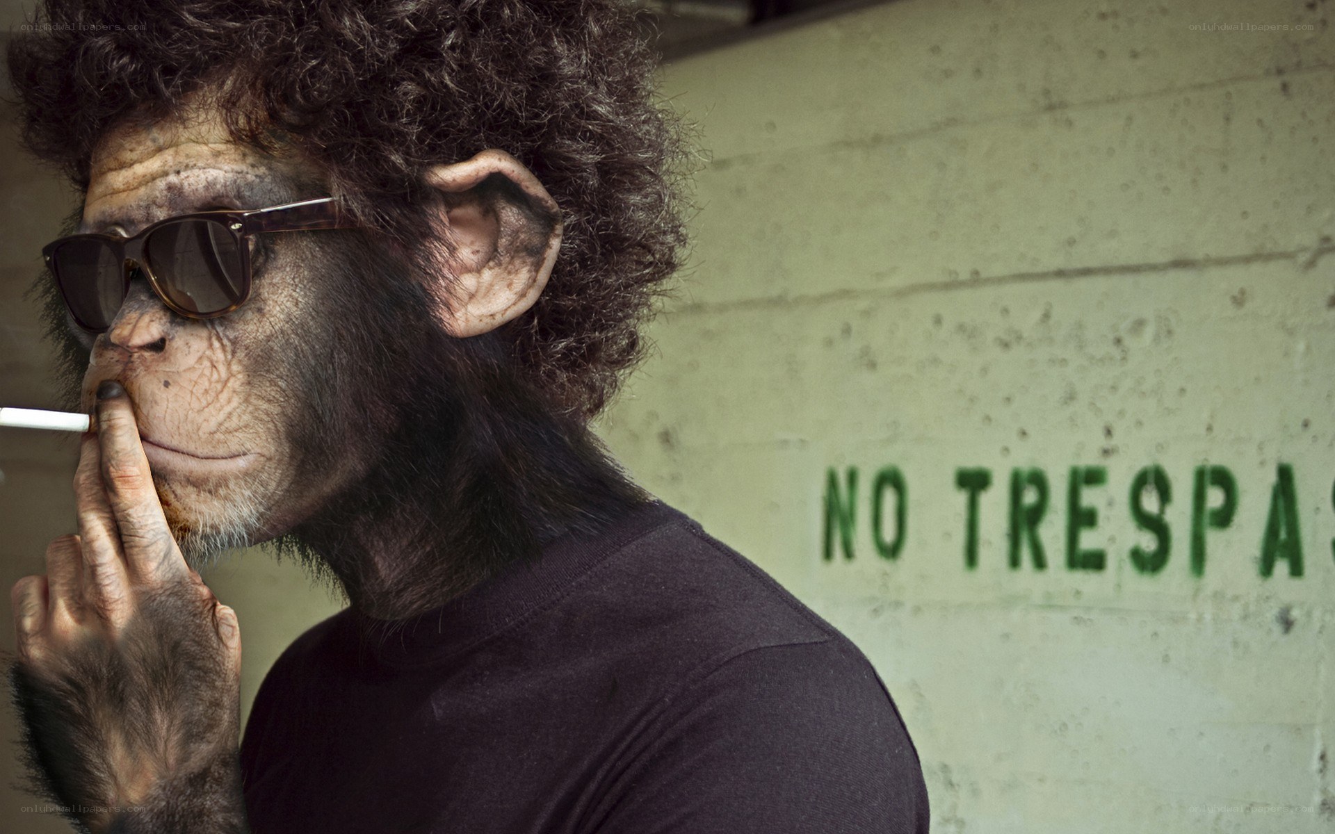 chimpanzee with sunglasses and cigarette