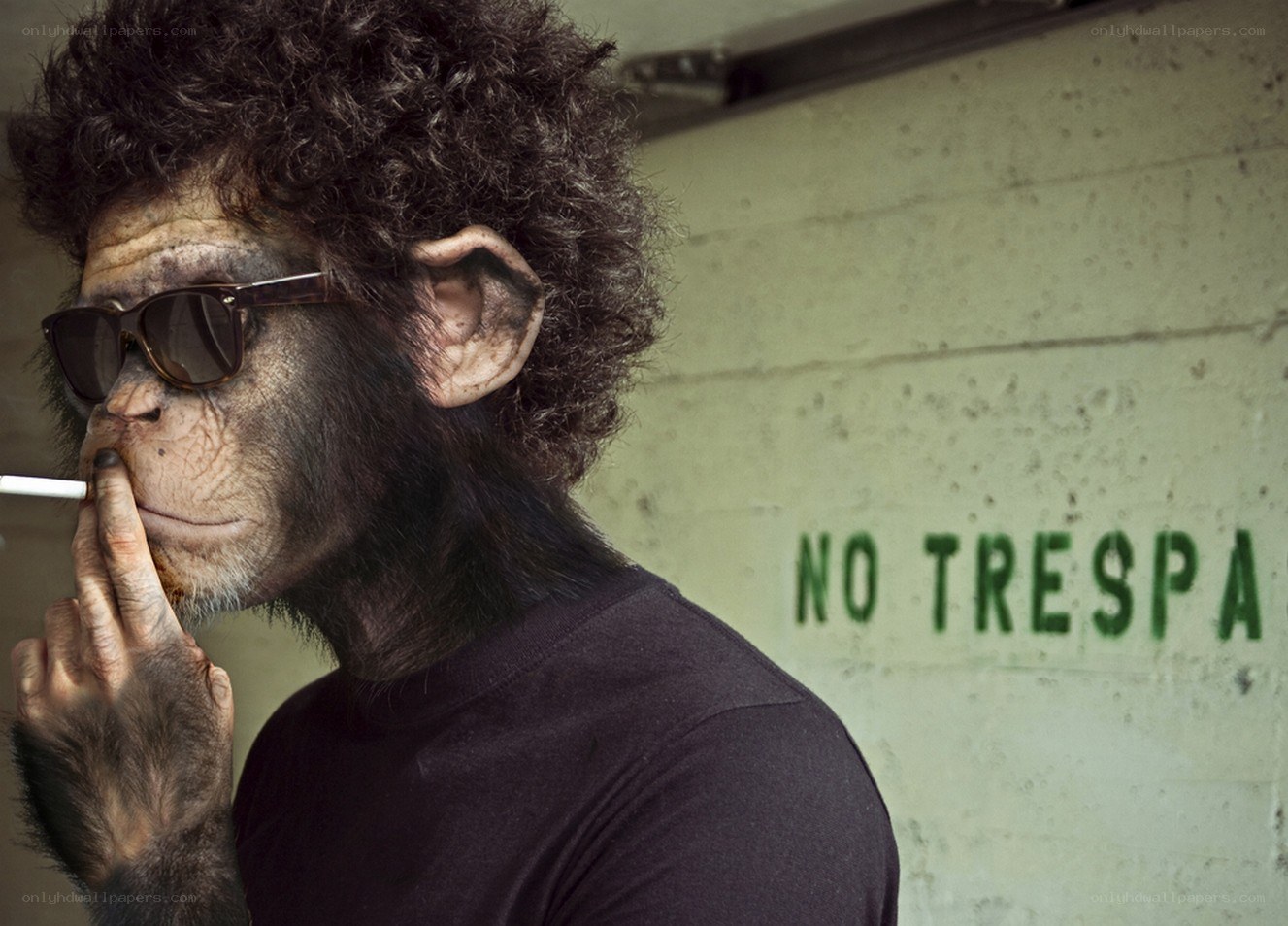 chimpanzee with sunglasses