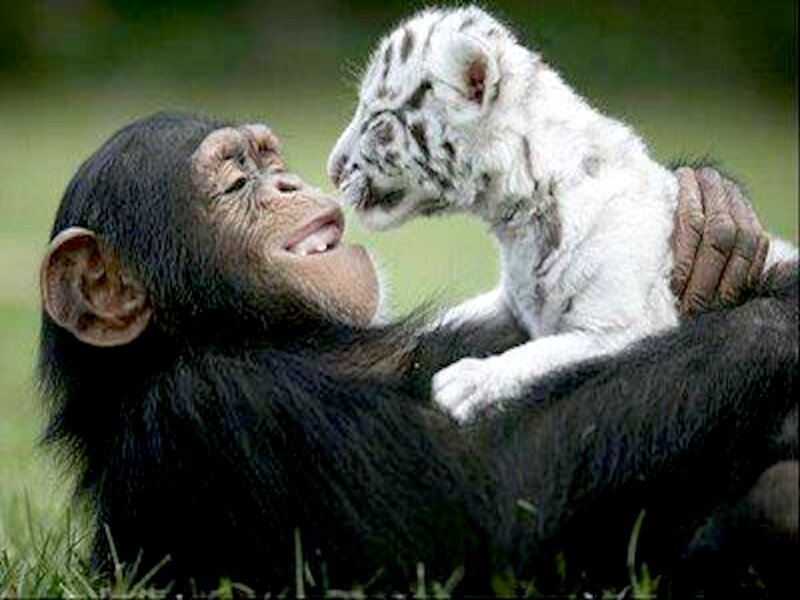 Chimpanzee with Tiger Cub