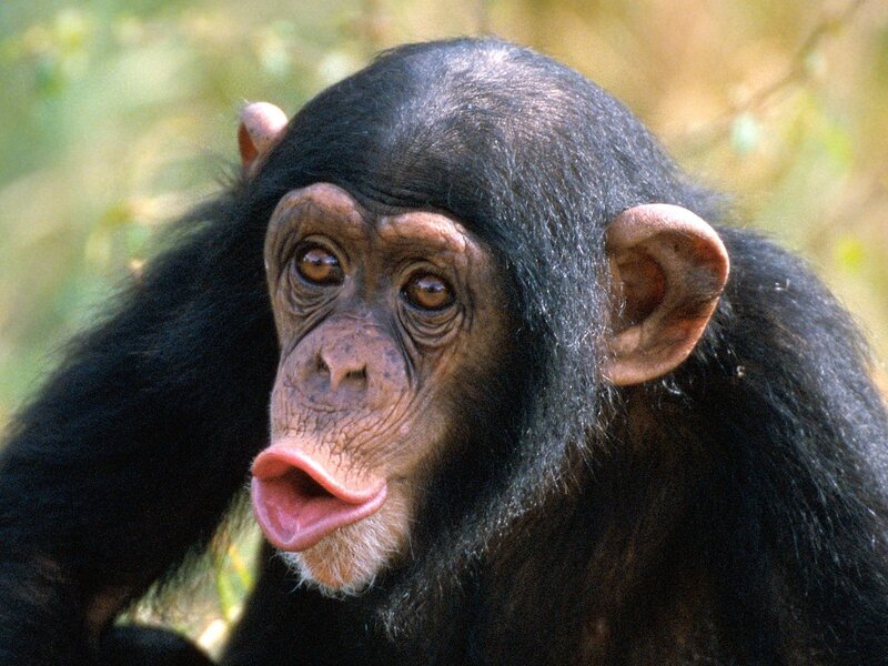 chimpanzee with tongue out