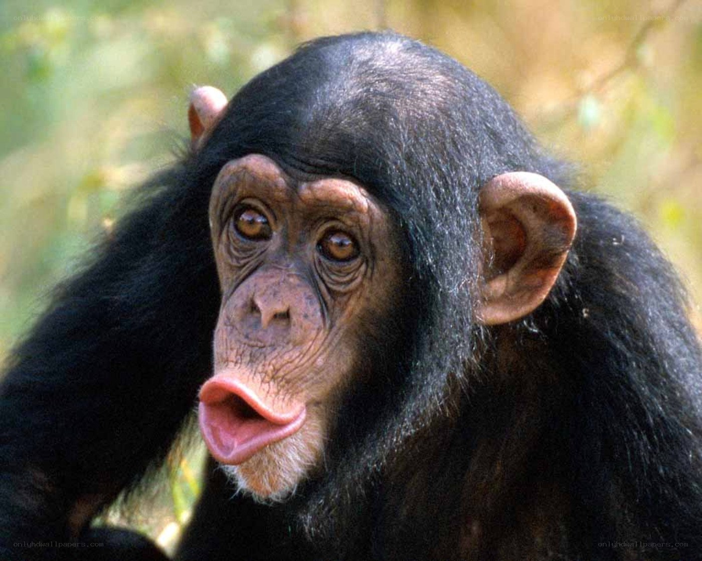 chimpanzee with tongue out