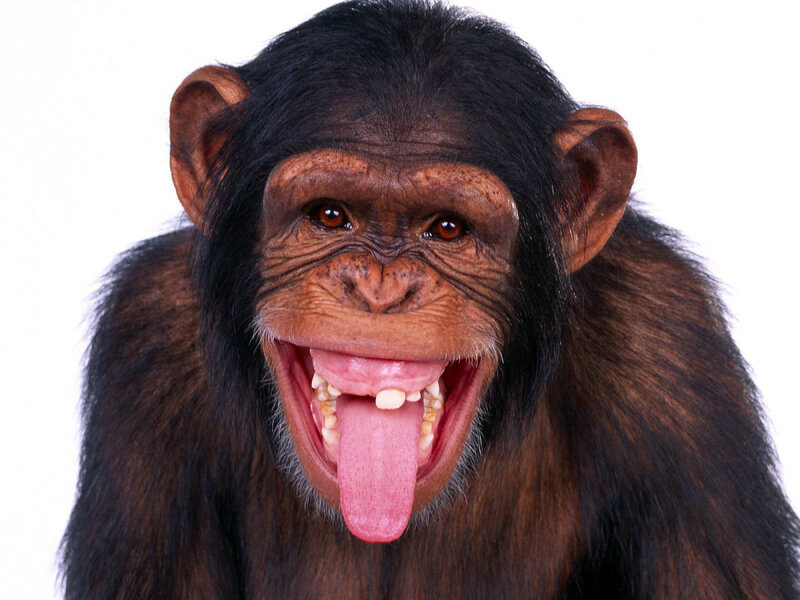 chimpanzee with tongue out