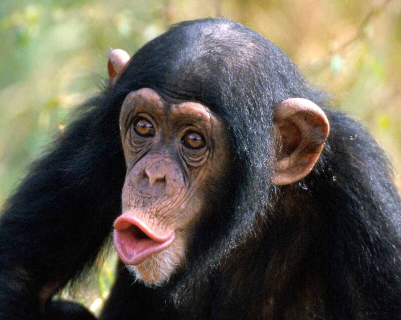 Chimpanzee with Tongue Out — Black, Curious, Photograph, Forest