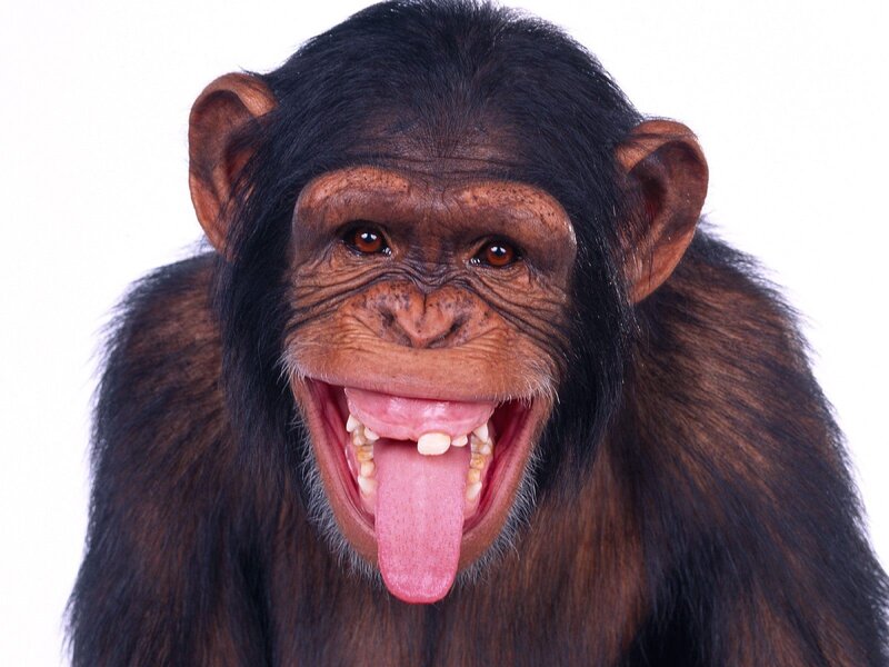 Chimpanzee with Tongue Out — Black