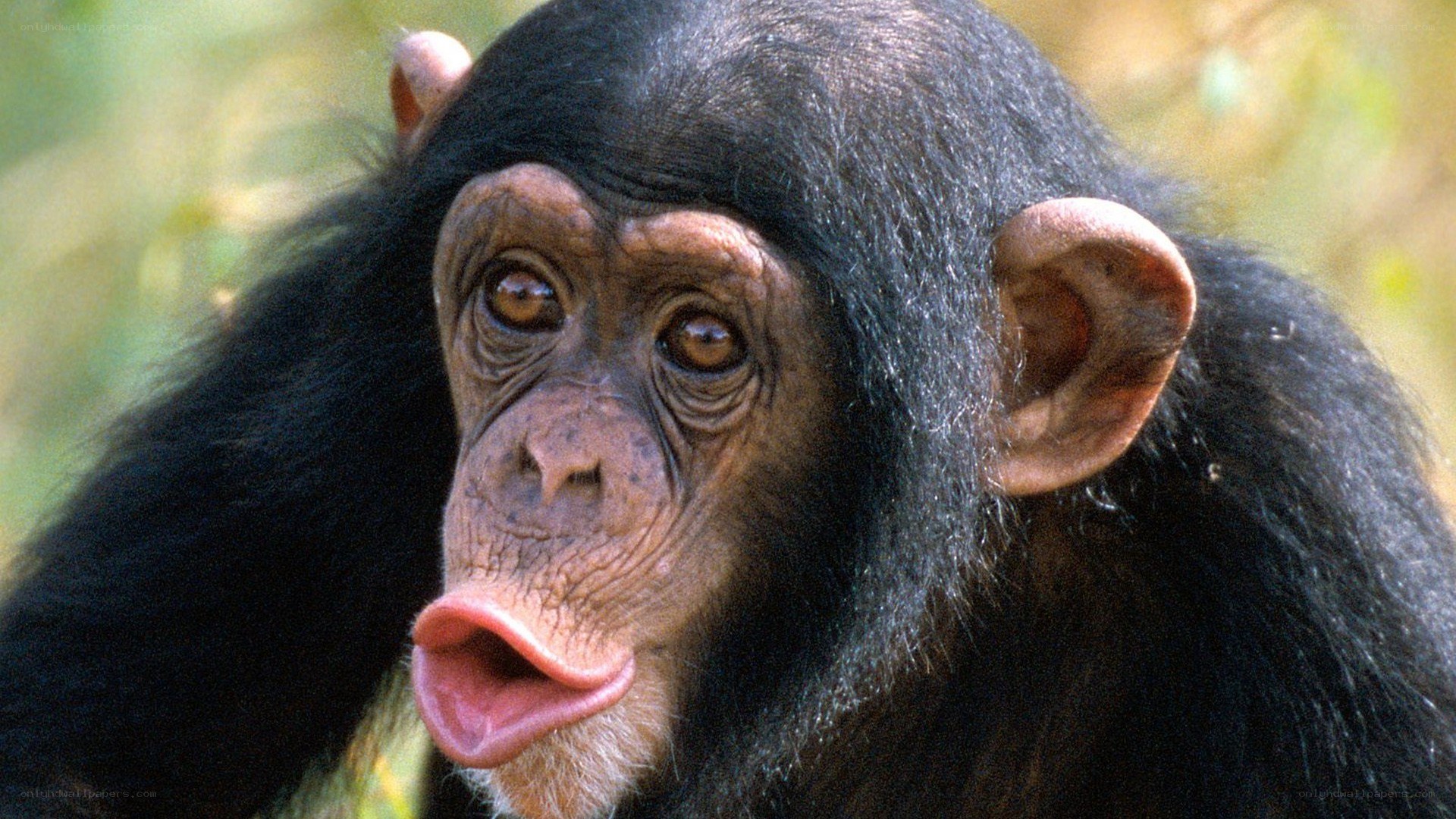 Chimpanzee with tongue out