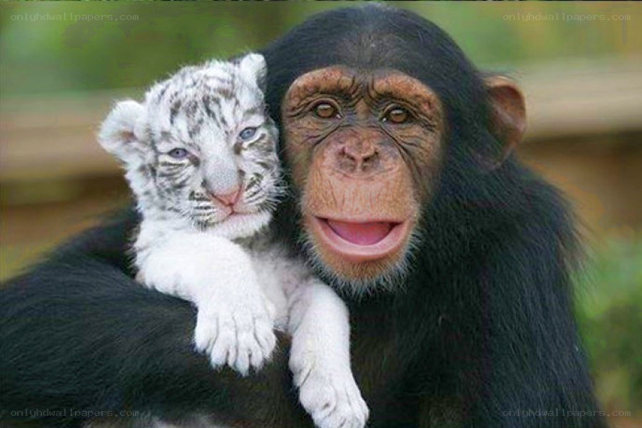 chimpanzee with white tiger cub