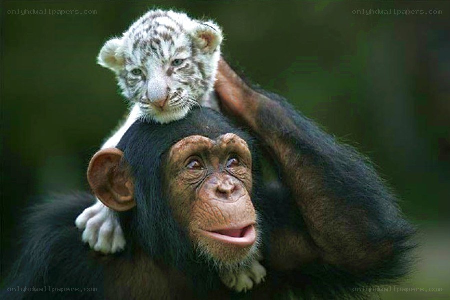 Chimpanzee with white tiger cub