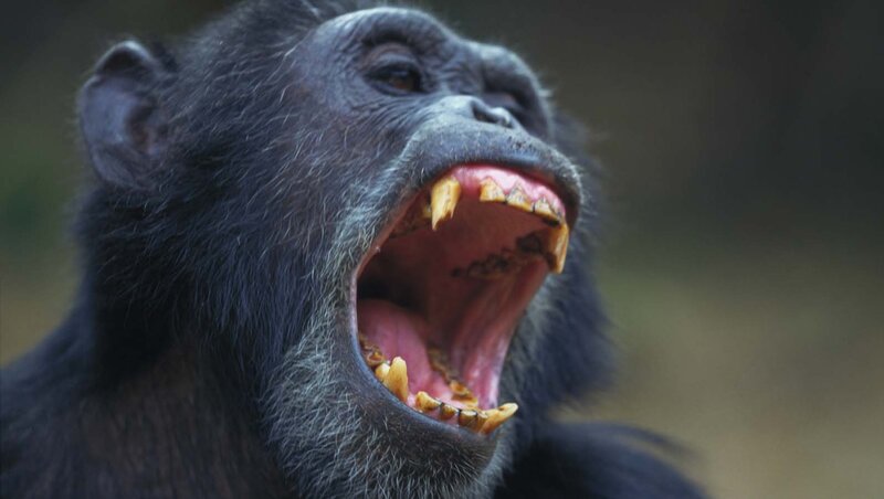 Chimpanzee Yawning