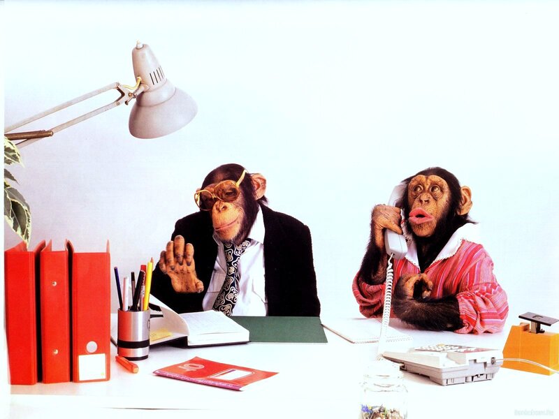 Chimpanzees at Office Desks