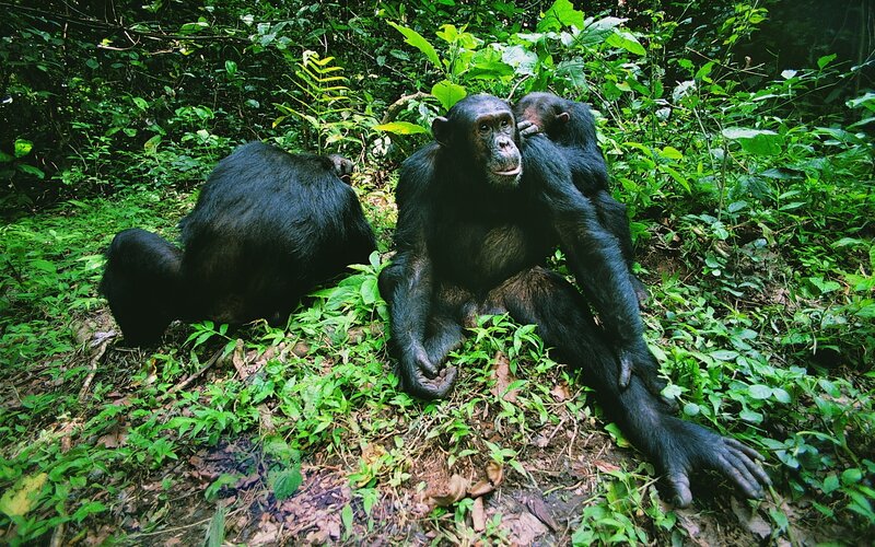 Chimpanzees in forest