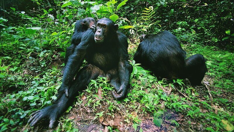 Chimpanzees in the forest