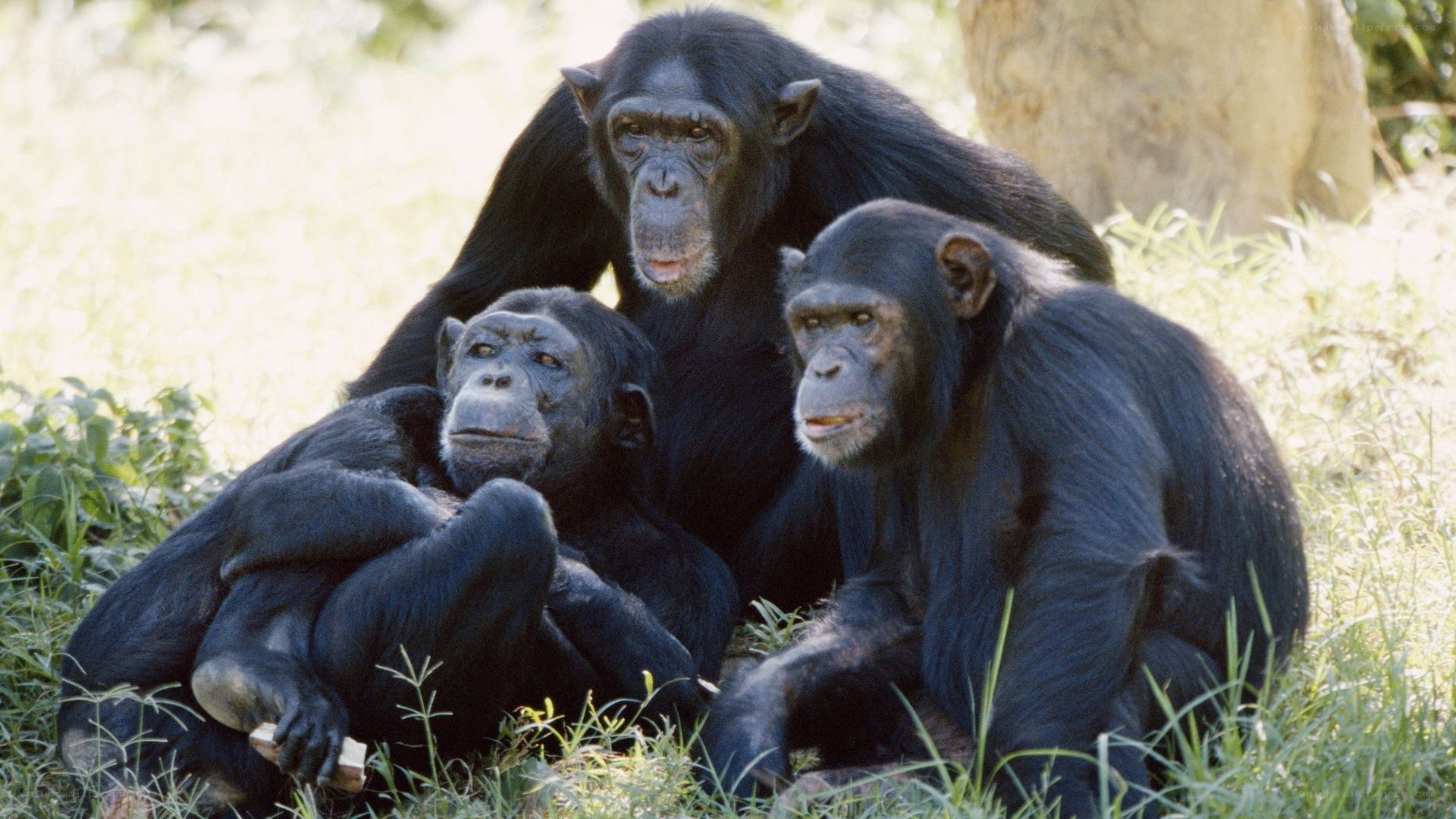 Chimpanzees in the wild