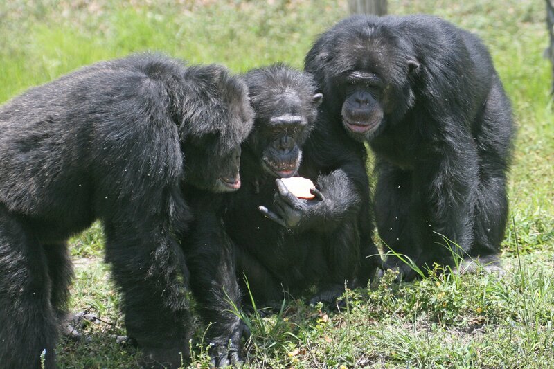 Chimpanzees sharing food