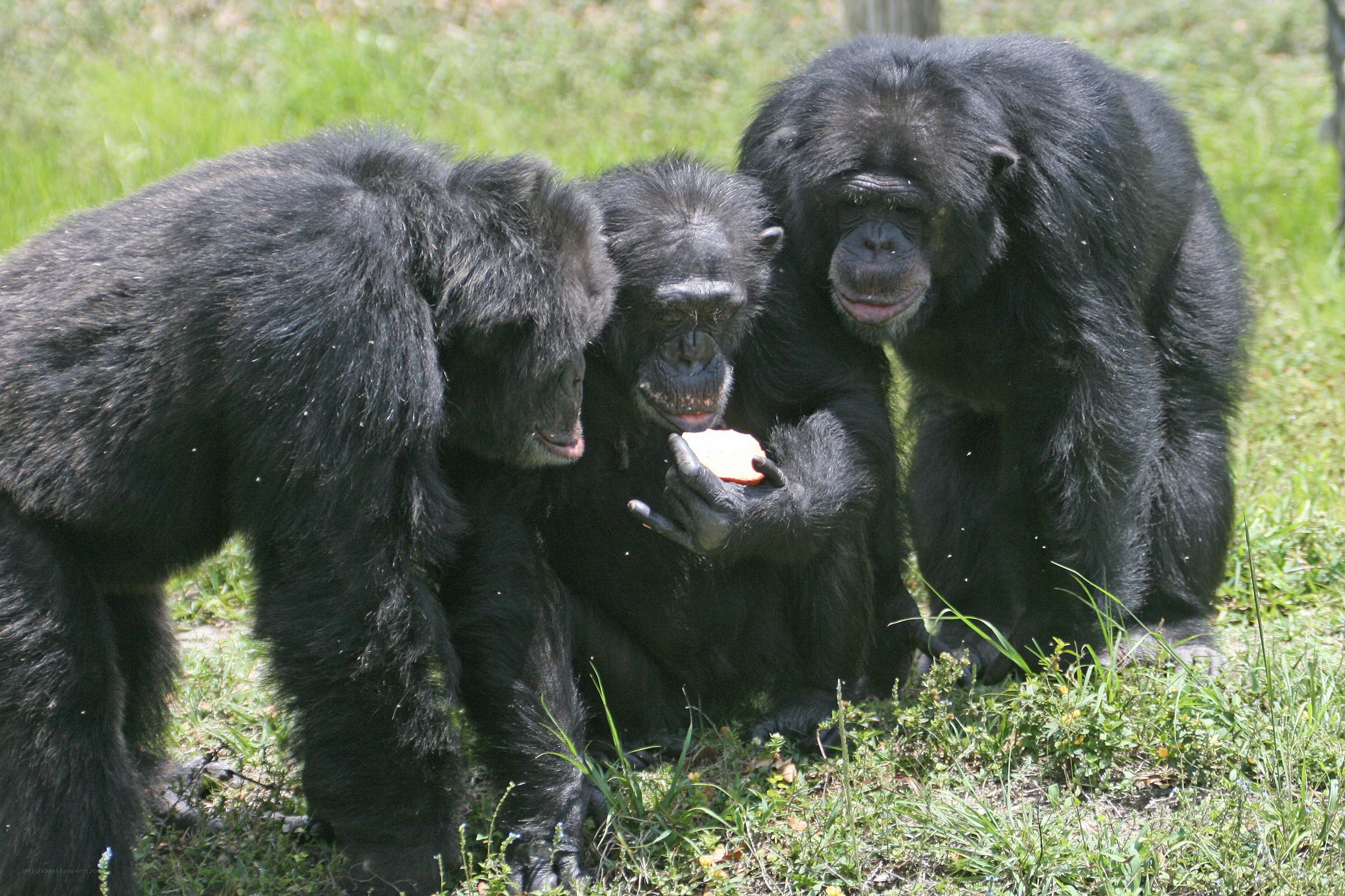 Chimpanzees sharing food