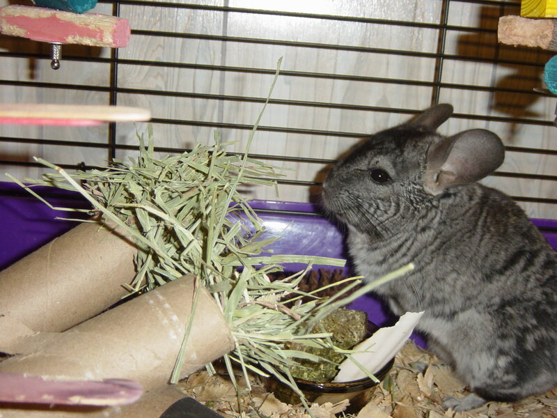 chinchilla eating hay
