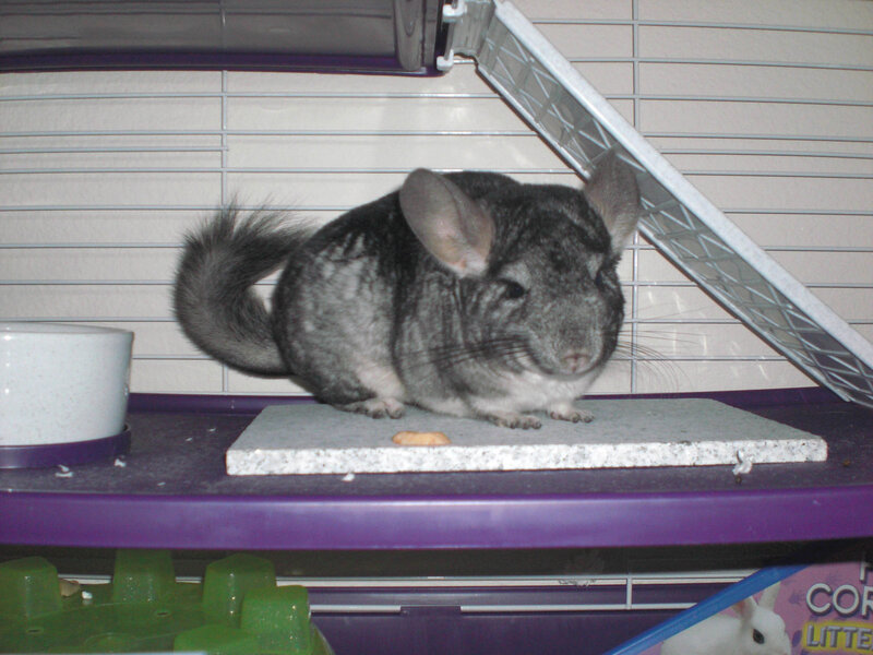 chinchilla in a cage