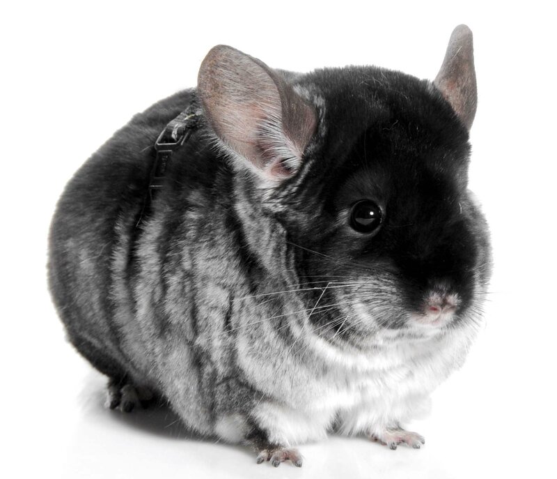 Chinchilla in Harness