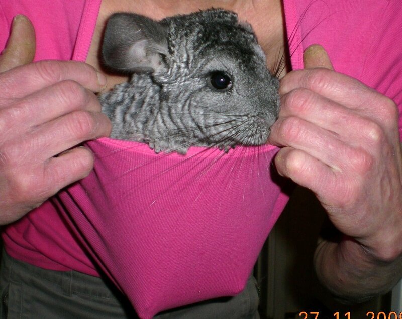 chinchilla in pink shirt